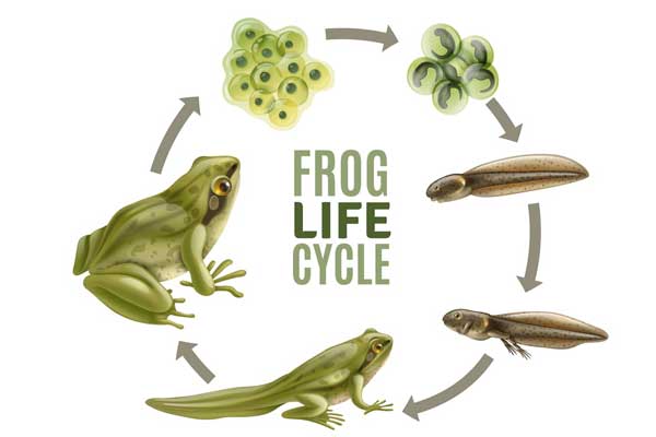 frog-life-cycle-stages-realistic-set-with-adult-animal-fertilized-eggs-jelly-mass-tadpole-froglet_1284-27663